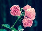 pinke-rosen